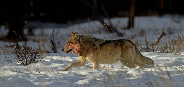 Canis Lupus Poster featuring the photograph The Hunt by Sandy Sisti