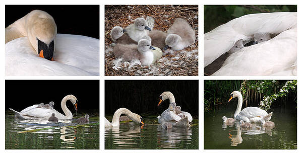 Swan Poster featuring the photograph The Magic Of Spring Panorama by Gill Billington