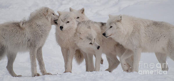 Arctic Wolves Poster featuring the photograph The Pack by Bianca Nadeau
