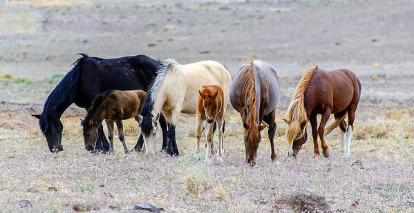 Wild Horses Poster featuring the photograph The Wild Bunch by Mike Ronnebeck