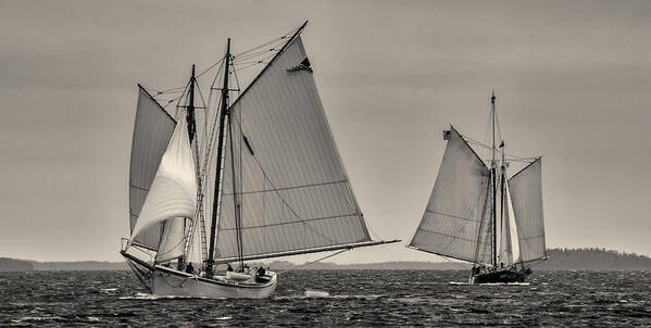 Schooners Poster featuring the photograph Wing and Wing by Fred LeBlanc