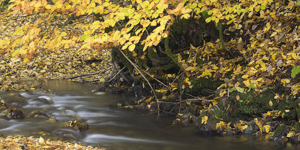 Autumn Poster featuring the photograph Autumn flow #1 by Ian Middleton