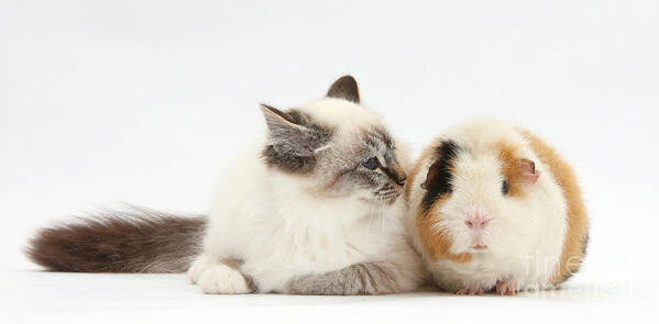 Animals Poster featuring the photograph Birman Cat And Guinea Pig by Mark Taylor
