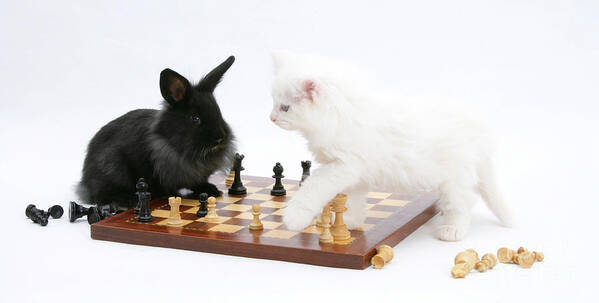 Animal Poster featuring the photograph Chess by Mark Taylor