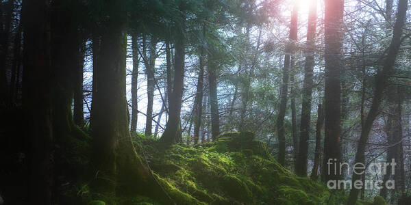 Mystic Wood Poster featuring the photograph Deep Forest by Bruno Santoro