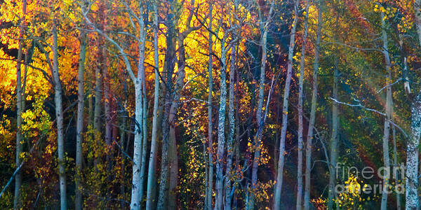 Aspen Grove Poster featuring the photograph Enchanted Aspen by L J Oakes