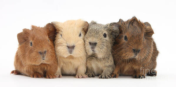 Animal Poster featuring the photograph Four Baby Guinea Pigs by Mark Taylor