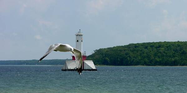 Sea Gull Poster featuring the photograph Gull and Lighthouse by Keith Stokes