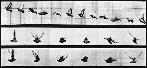 Technology Poster featuring the photograph Muybridge Locomotion, Pigeon In Flight by Photo Researchers