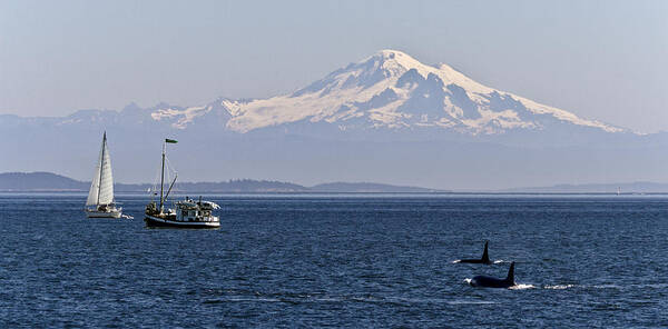 Orca Whales Poster featuring the photograph Orca's And Mt Baker by Tony Locke