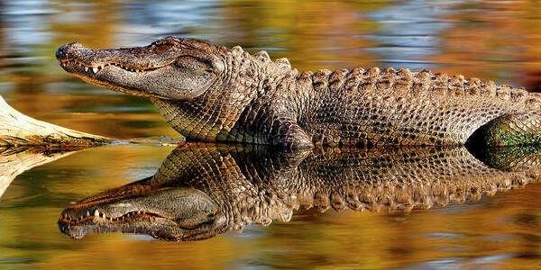 Reflection Poster featuring the photograph Relection of an Alligator by Bill Dodsworth