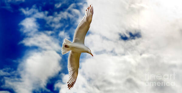 Seagul Poster featuring the photograph Seagul gliding in flight by Simon Bratt
