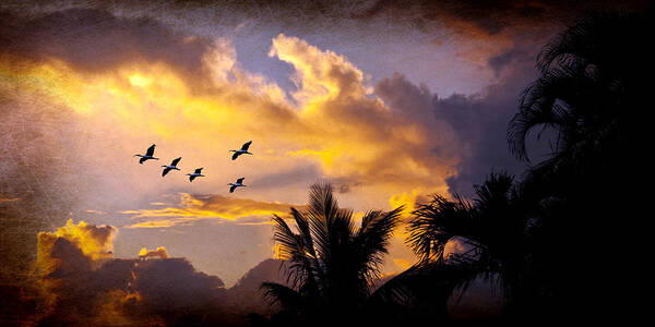 Sunset Poster featuring the photograph Sunset Flight by Don Durfee