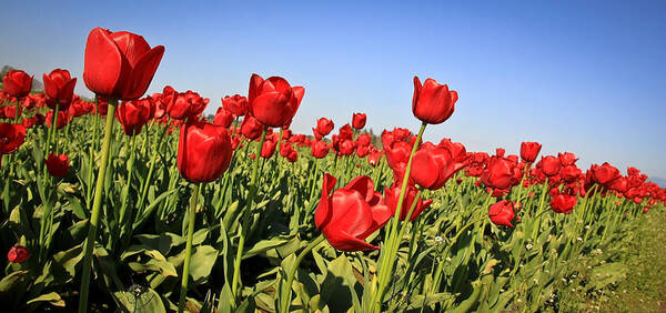 Flowers Poster featuring the photograph Tulip Field by Steve McKinzie
