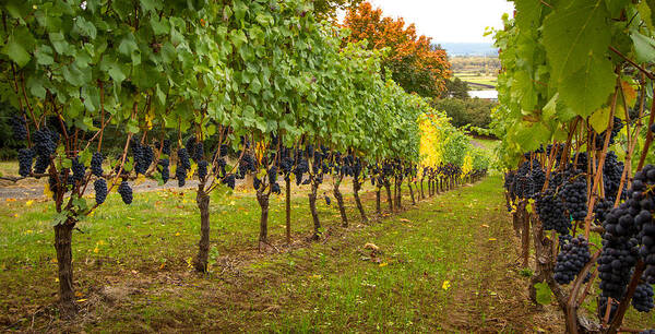 Vineyard Poster featuring the photograph Vineyard by Jean Noren