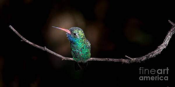 Hummingbird Poster featuring the photograph Broad-billed Hummingbird #2 by Lisa Manifold