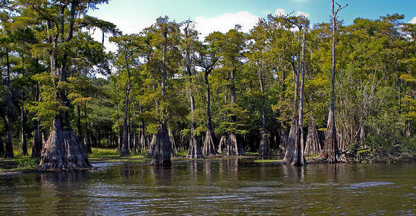 Cypress Poster featuring the photograph Cypress on the Suwannee by Farol Tomson