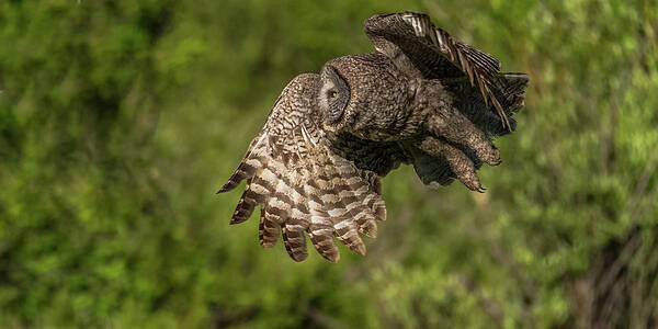 Great Grey Owl Poster featuring the photograph Silent Flight At Dawn #1 by Yeates Photography