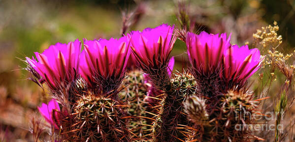 Arizona Poster featuring the photograph Sedona Cactus Flower #2 by Raul Rodriguez