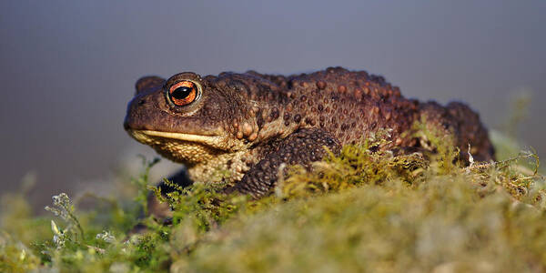 Common Toad Poster featuring the photograph Common toad #3 by Gavin Macrae