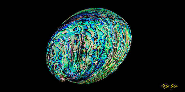Animals Poster featuring the photograph Abalone on Black by Rikk Flohr