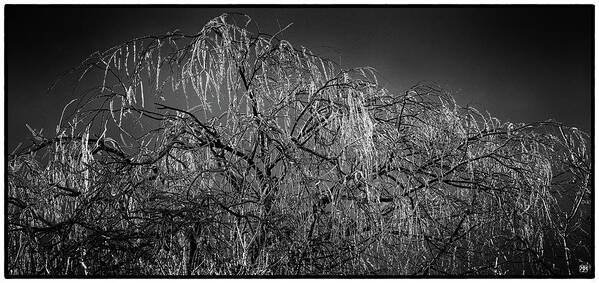 Ice Poster featuring the photograph After the Ice Storm by John Meader