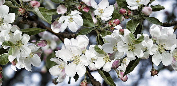 Flowers Poster featuring the photograph Apple Blossoms by JGracey Stinson