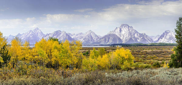 Aspen Poster featuring the photograph Aspen Gold in the Tetons by Greni Graph