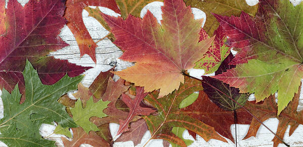 Autumn Poster featuring the photograph Autumn foliage on rustic white wood in filled frame layout by Thomas Baker