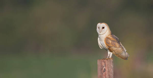 Barn Poster featuring the photograph Barn Owl On Post by Pete Walkden