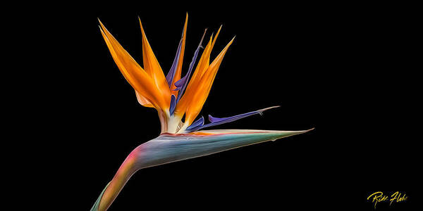 Plant Poster featuring the photograph Bird of Paradise Flower on Black by Rikk Flohr