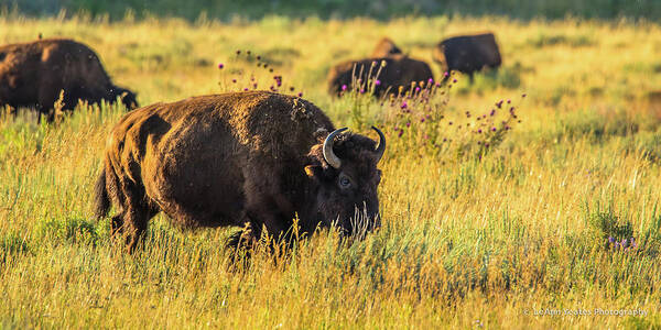 Bison Poster featuring the photograph Bison In Autumn Gold by Yeates Photography