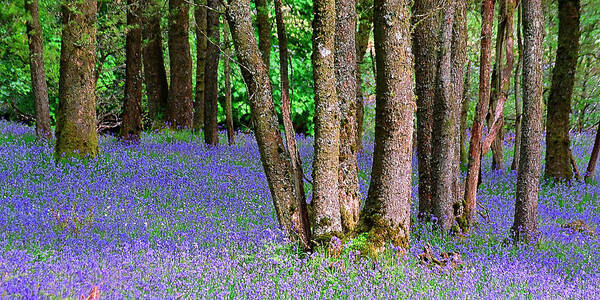 Scotland Poster featuring the photograph Bluebell Wood Aberfoyle by John McKinlay