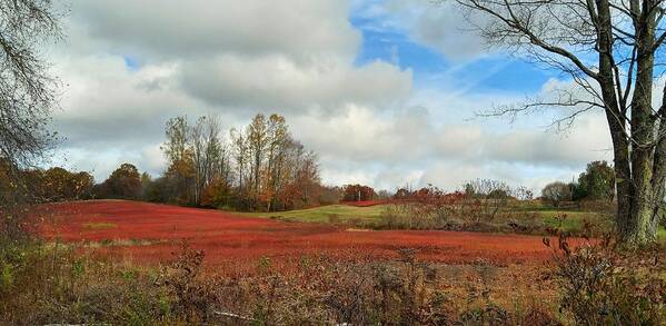 Blueberry Fields Poster featuring the photograph Blueberry Fields by Jewels Hamrick