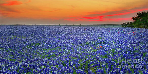 Texas Bluebonnets Poster featuring the photograph Bluebonnet Sunset Vista - Texas landscape by Jon Holiday