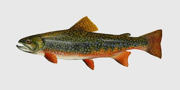 Brook Trout Poster featuring the mixed media Brook Trout by Movie Poster Prints