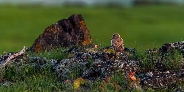 Burrowing Owl Poster featuring the photograph Burrowing Owl In Cactus #1 by Yeates Photography