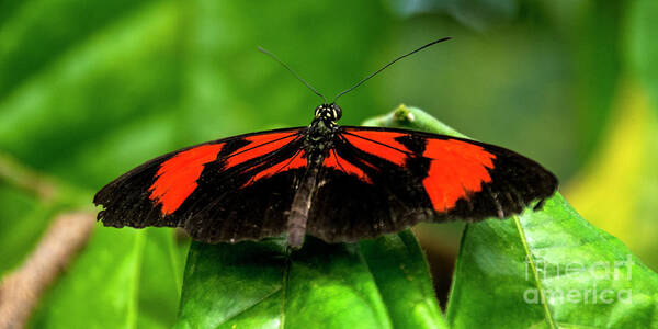 Butterfly Poster featuring the photograph Butterfly #1955 by Chuck Flewelling