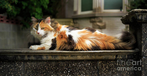 Our Town Poster featuring the photograph Calico Cat by Craig J Satterlee