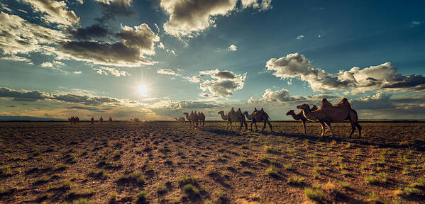 Mongolia Poster featuring the photograph Camels in Sunset by Bo Nielsen