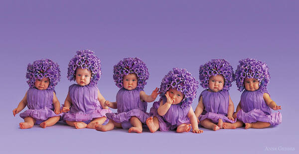 Purple Poster featuring the photograph Cantebury Bells by Anne Geddes