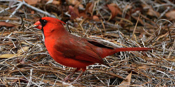 Cardinal Poster featuring the photograph Cardinal on Pine Straw by Jerry Griffin