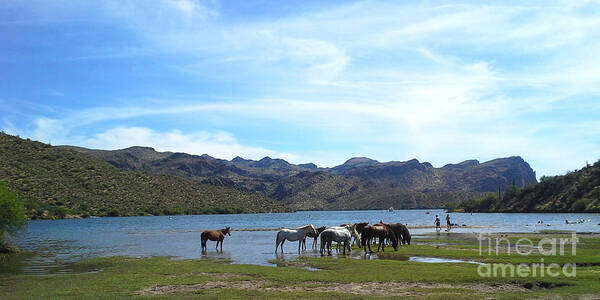 Salt River Poster featuring the photograph Coexistence Salt River Wild Horses Tonto National Forest Panoramic by Heather Kirk