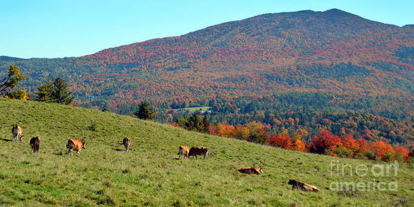 Cows Poster featuring the photograph Cows Enjoying Vermont Autumn by Catherine Sherman