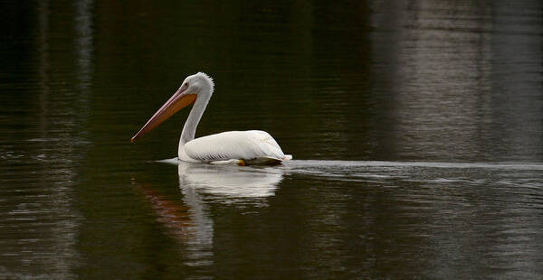 White Pelican Poster featuring the photograph Cruising by Barry Bohn