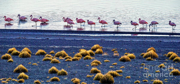 Flamingos Poster featuring the photograph Flamingos at Torres Del Paine by Bernardo Galmarini