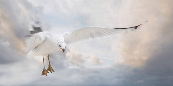 Seagull Poster featuring the photograph Free to Fly by Robin-Lee Vieira