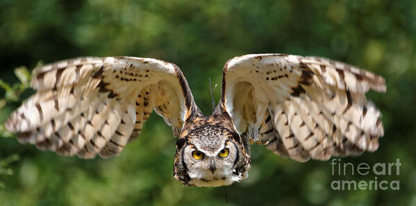 Great Horned Owl Poster featuring the photograph Great Horned Owl - In Flight by Sue Harper