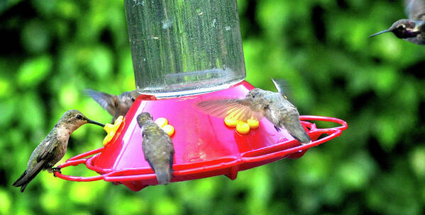 Animal Poster featuring the photograph Hummingbird Lunch Time by Jay Milo