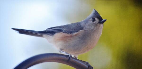 Wild Birds Poster featuring the photograph Tufted Titmouse by Eileen Brymer